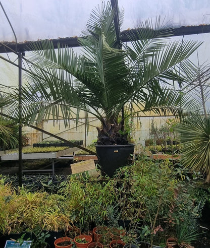 Jubaea chilensis - Kokospalm