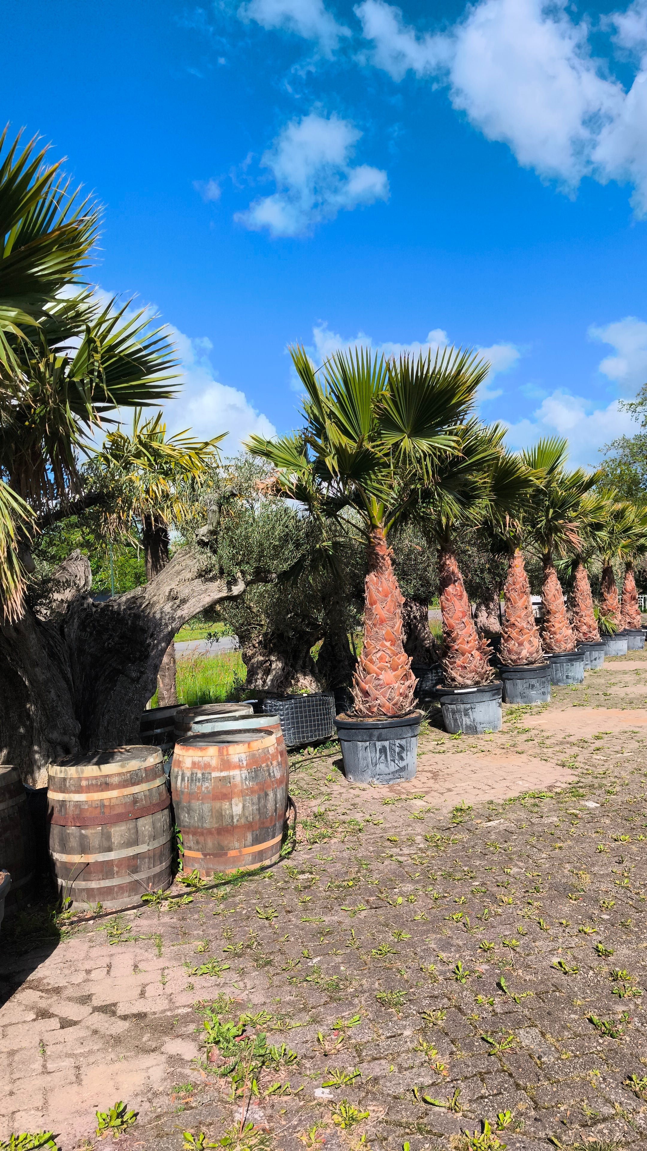 Washingtonia robusta - Wüstenpalme