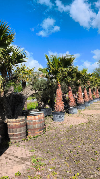 Washingtonia robusta - Wüstenpalme