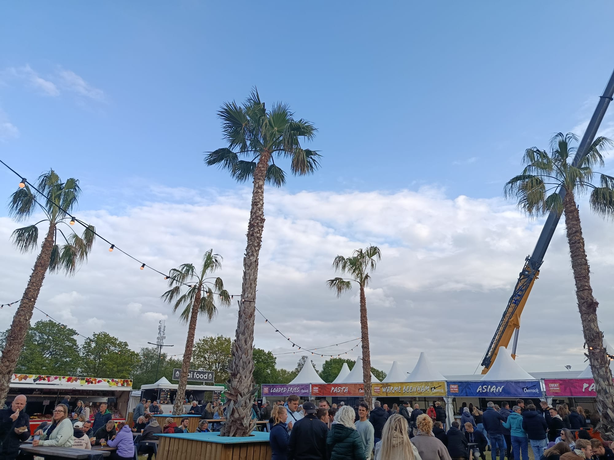 Washingtonia robusta - Wüstenpalme