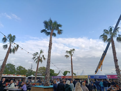 Washingtonia robusta - Wüstenpalme