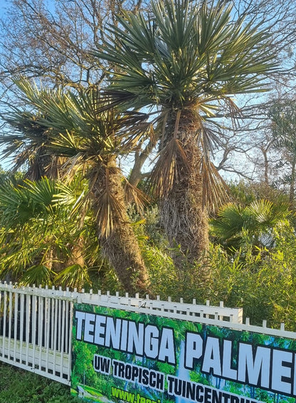 Trithrinax campestris - Blue Date Palm