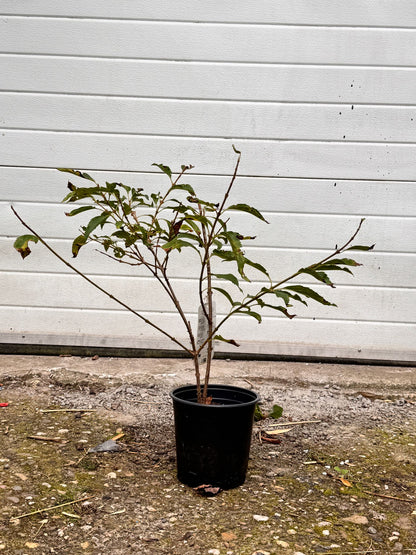Forsythia - Chinees klokje