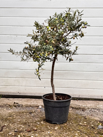 Olea europaea - Olijfboom