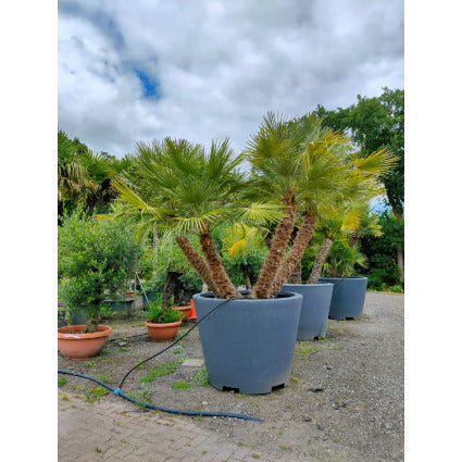 Streetlife plant pots