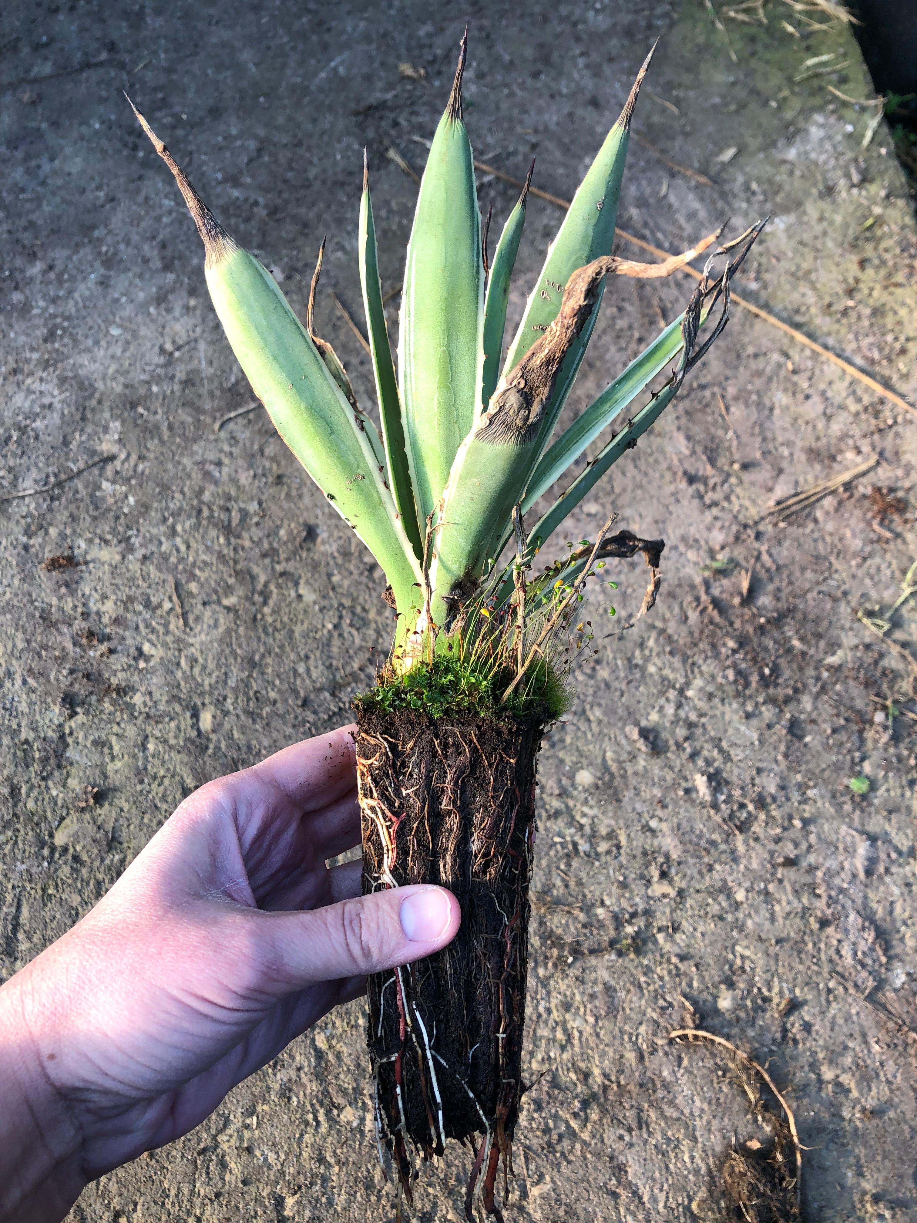 Agave angustifolia