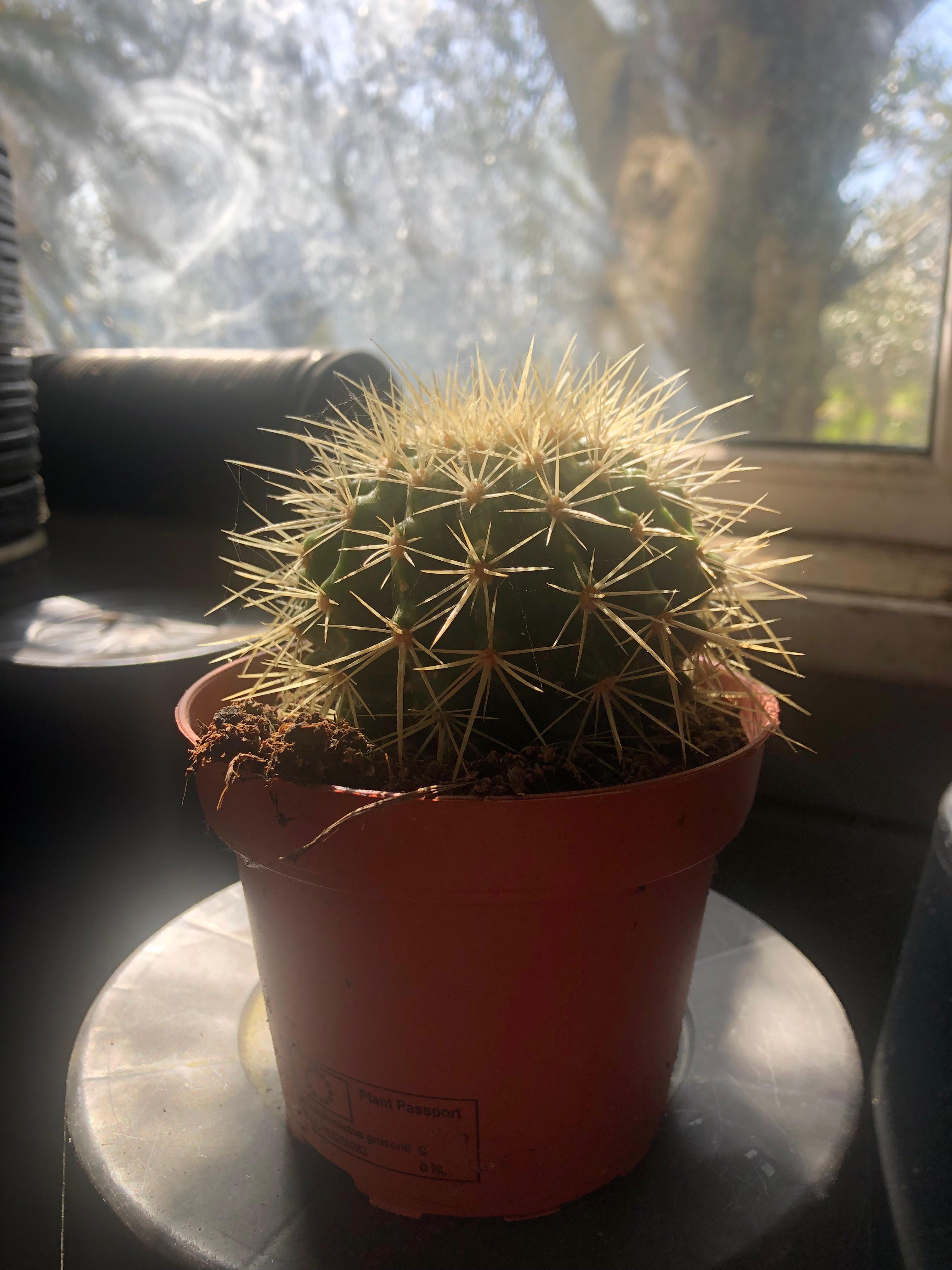 Echinocactus grusonii - Schoonmoedersstoel cactus
