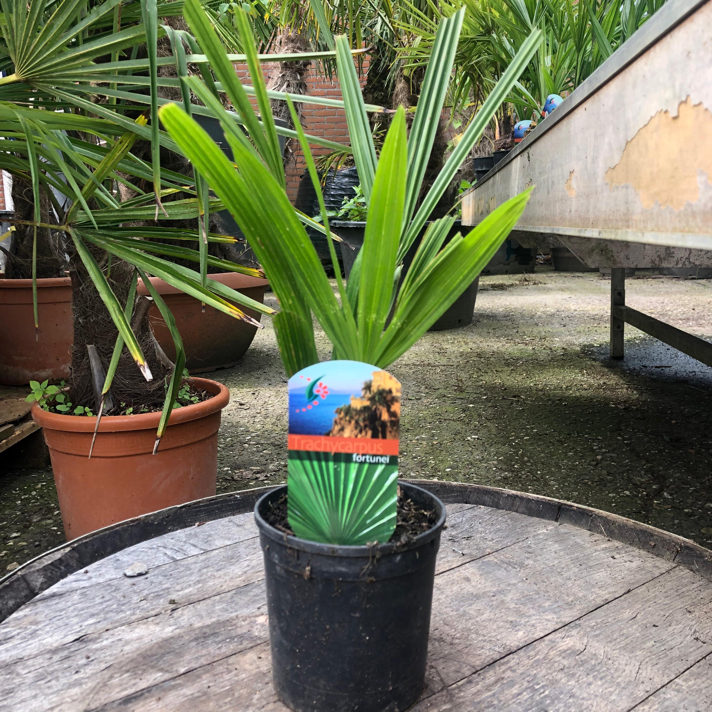 Trachycarpus fortunei - Waaierpalm