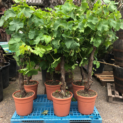 Vitis vinifera - Witte druivenstruik - Biologisch