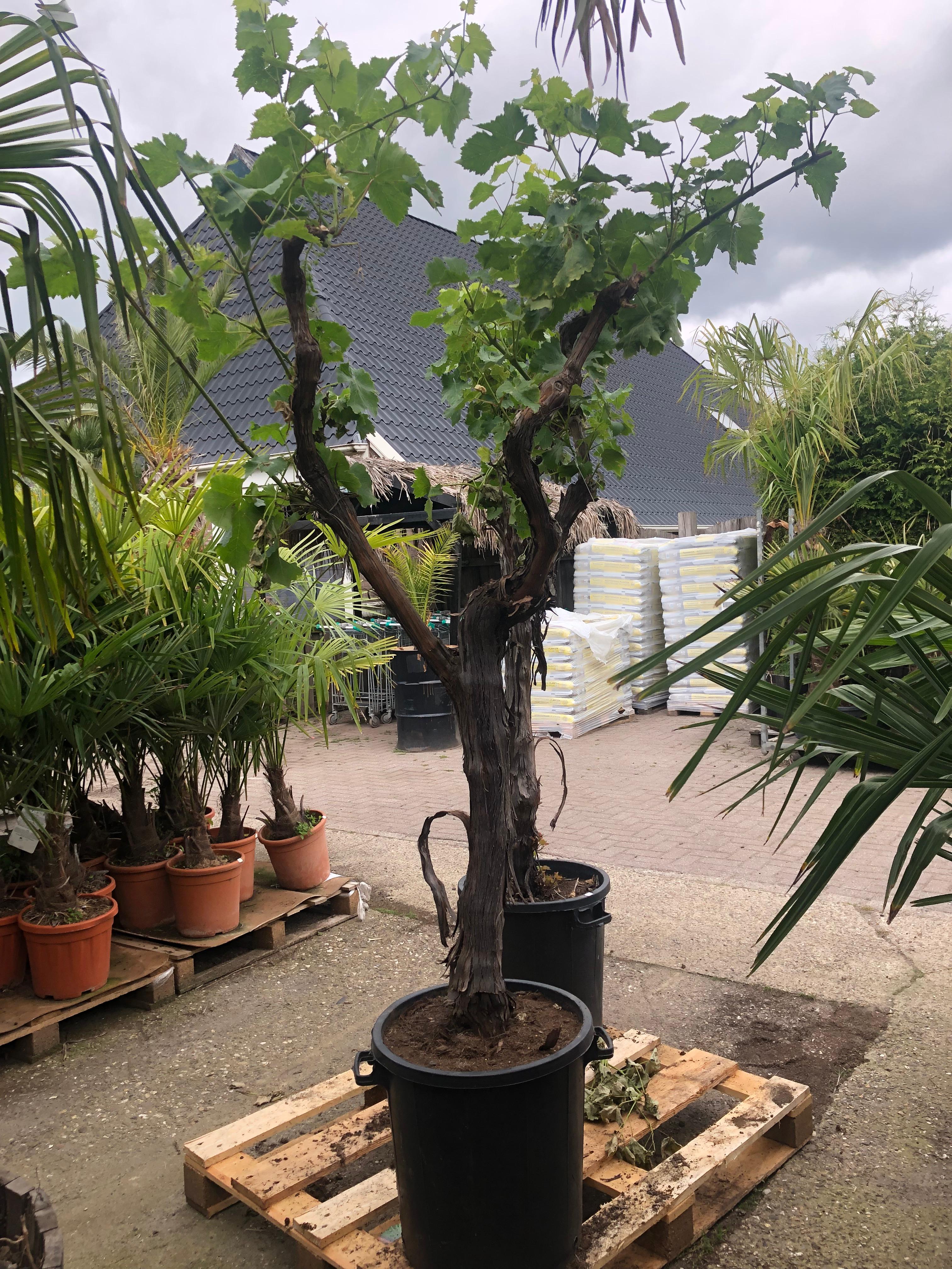 Vitis vinifera - Witte druivenstruik - Biologisch