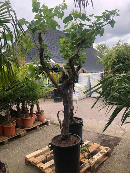 Vitis vinifera - Witte druivenstruik - Biologisch