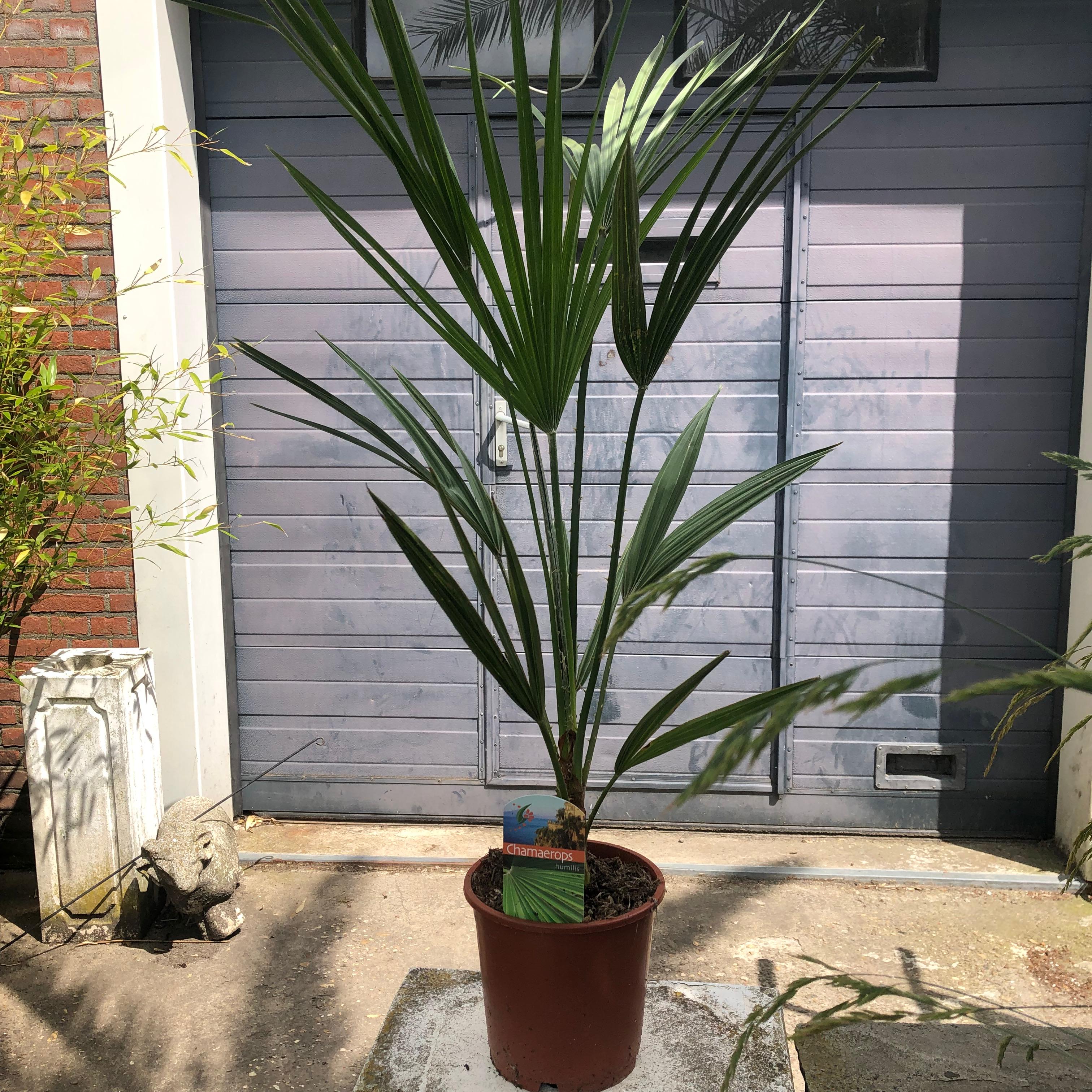 Chamaerops humilis - Europese Dwergpalm