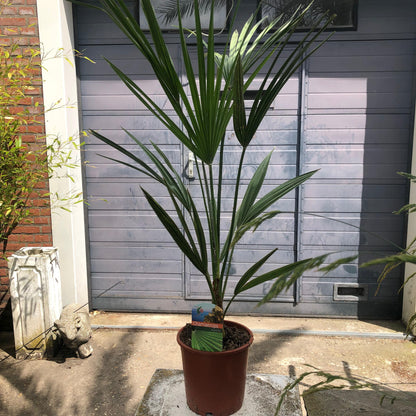 Chamaerops humilis - Europese Dwergpalm