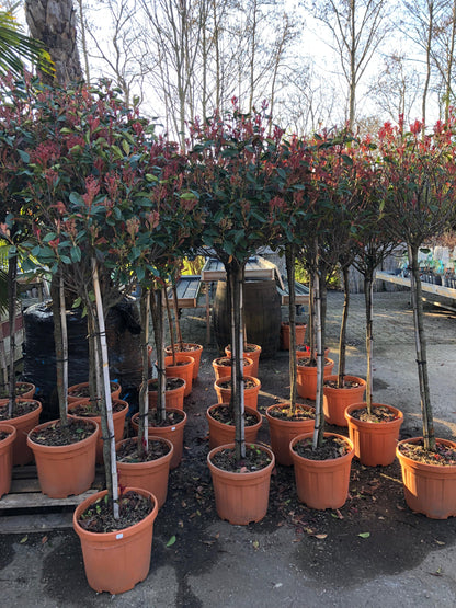 Photinia Compacta, kleurrijke sierstruik