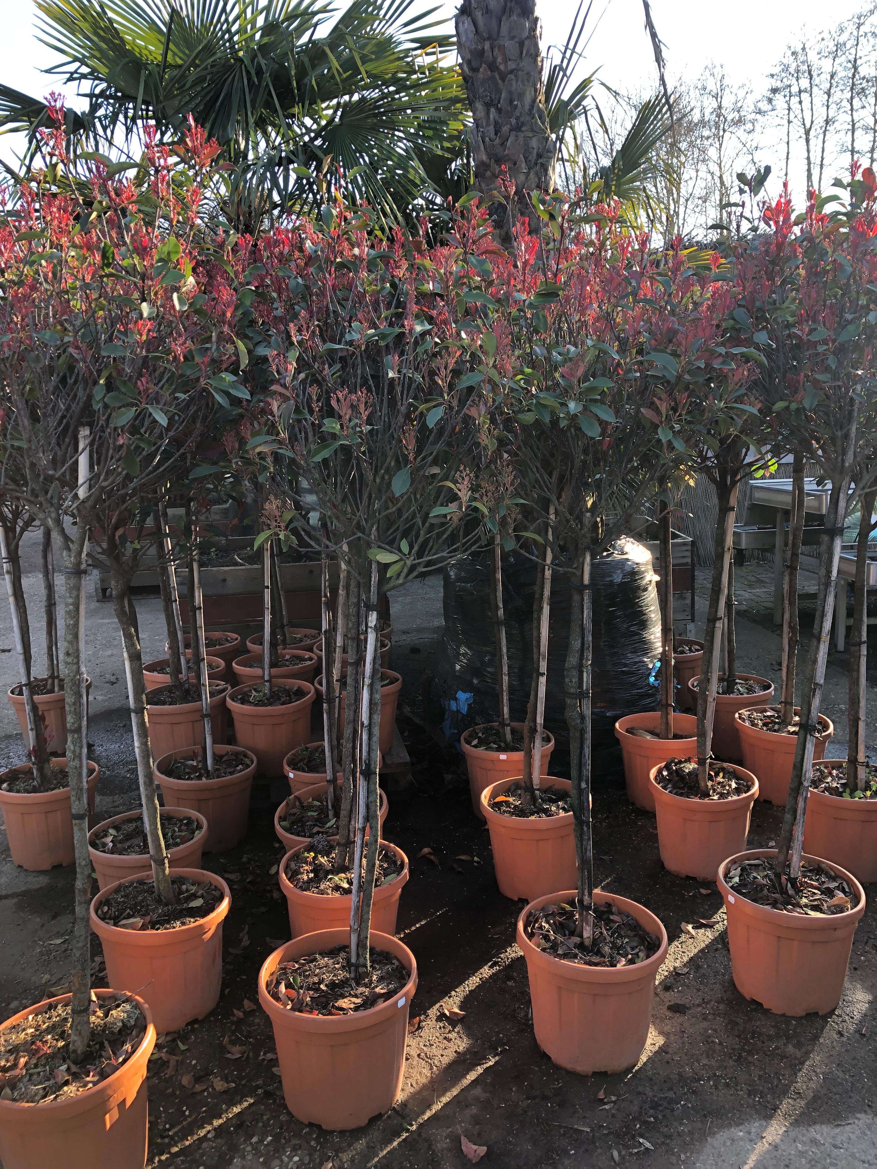 Photinia Compacta, kleurrijke sierstruik