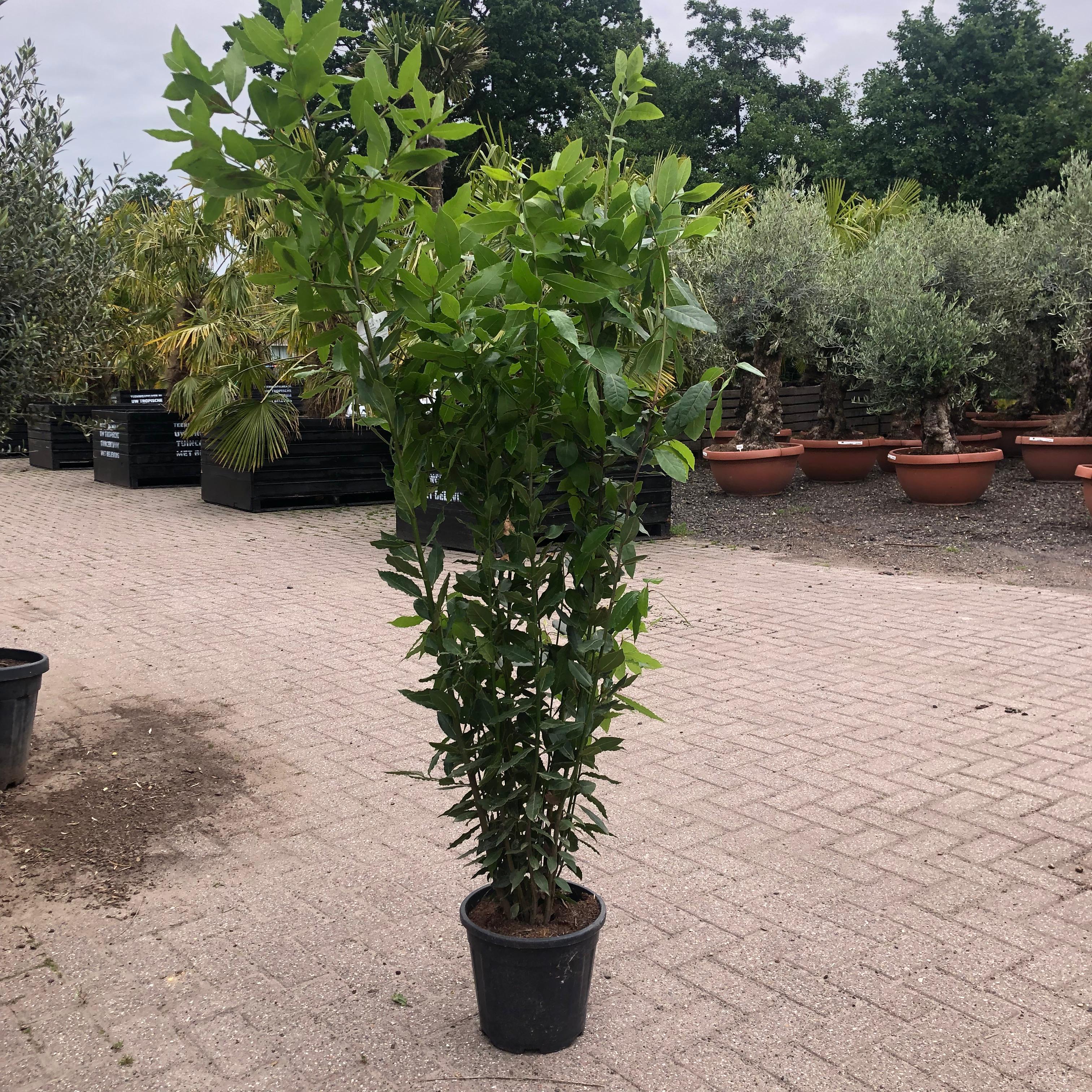 Laurus nobilis - Laurier