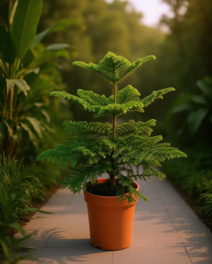 Araucaria heterophylla - Room Den
