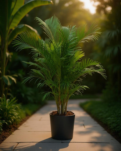 Dypsis lutescens - Areca Palm - Kamerpalm