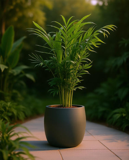 Chamaedorea elegans - Mexikanische Bergpalme
