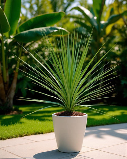cabbage palm house plant Cordyline australis