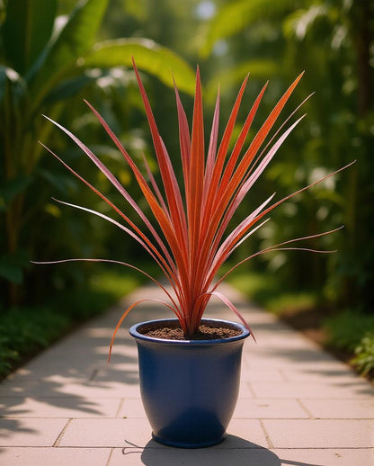 Cordyline australis 'Red Star' - Rode Koolpalm