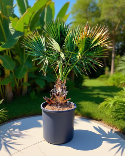 Sabal minor - Dwerg palmetto