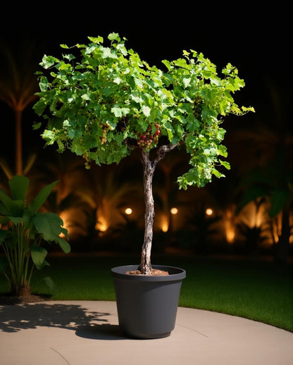 Vitis vinifera - Witte druivenstruik - Biologisch