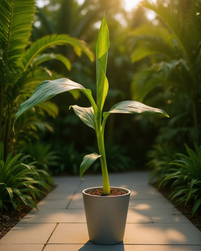 Musella lasiocarpa - Chinesische Lotusbanane