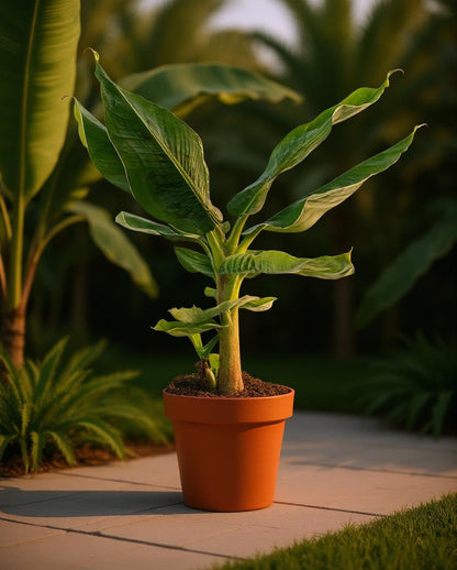 Musa 'Da Jiao' - Bak banaan