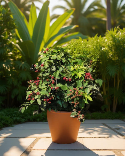 Rubus 'Thornless' - Brombeerstrauch - Ohne Dornen