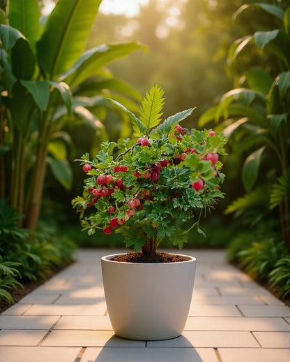 Ribes uva-crispa - Gooseberry bush - Red