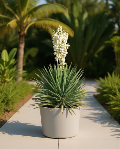 lily palm plant Yucca filamentosa - Palm lily