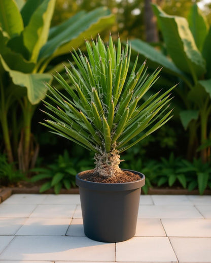 Yucca filifera - Palm lily
