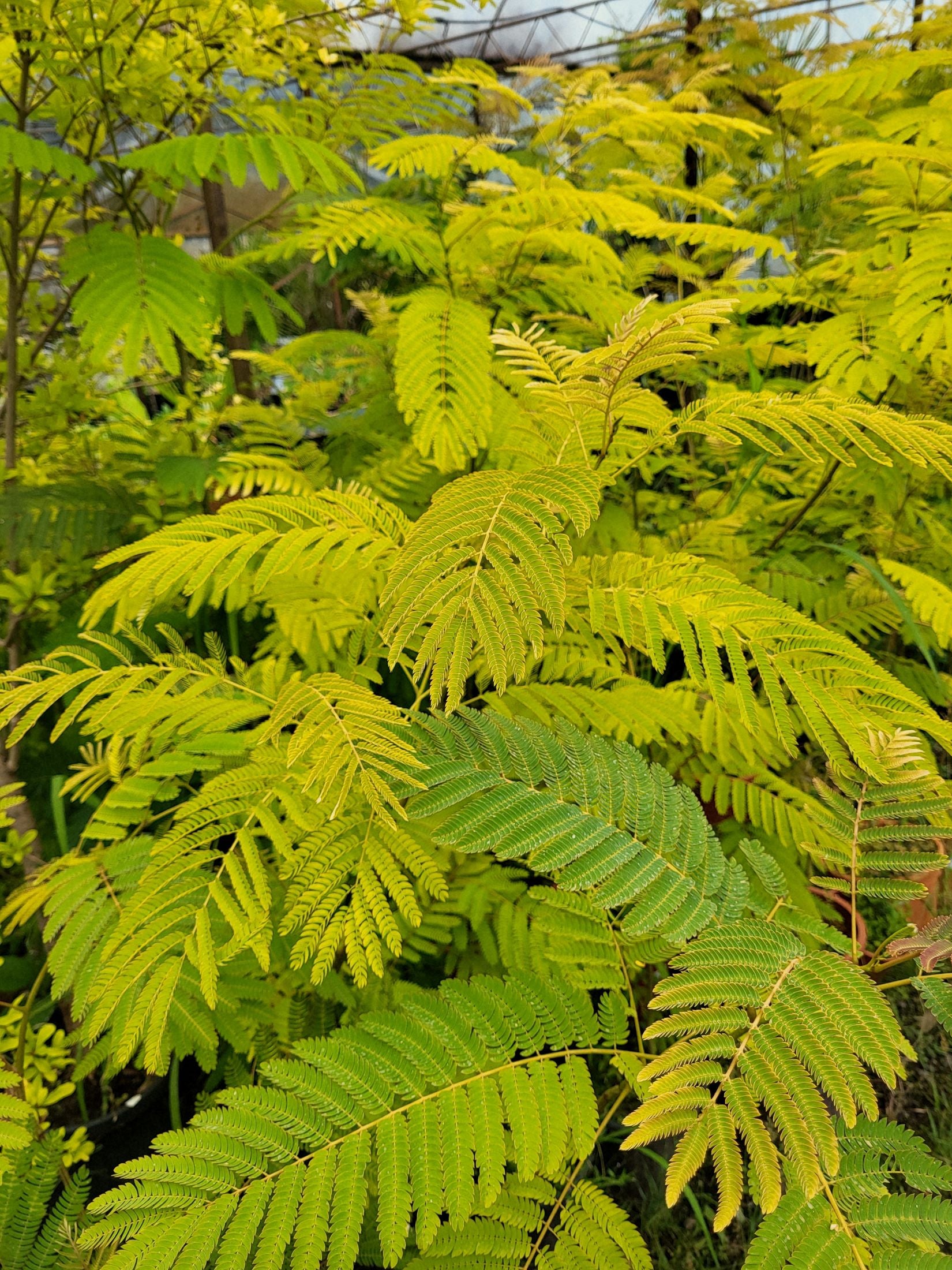Albizia julibrissin - Persian Silk Tree