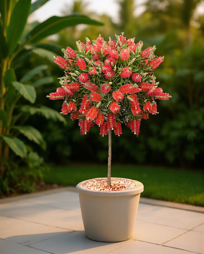 Callistemon citrinus - Lampenpoetser