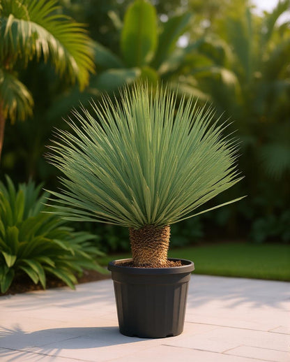 Yucca rostrata - Palmlelie