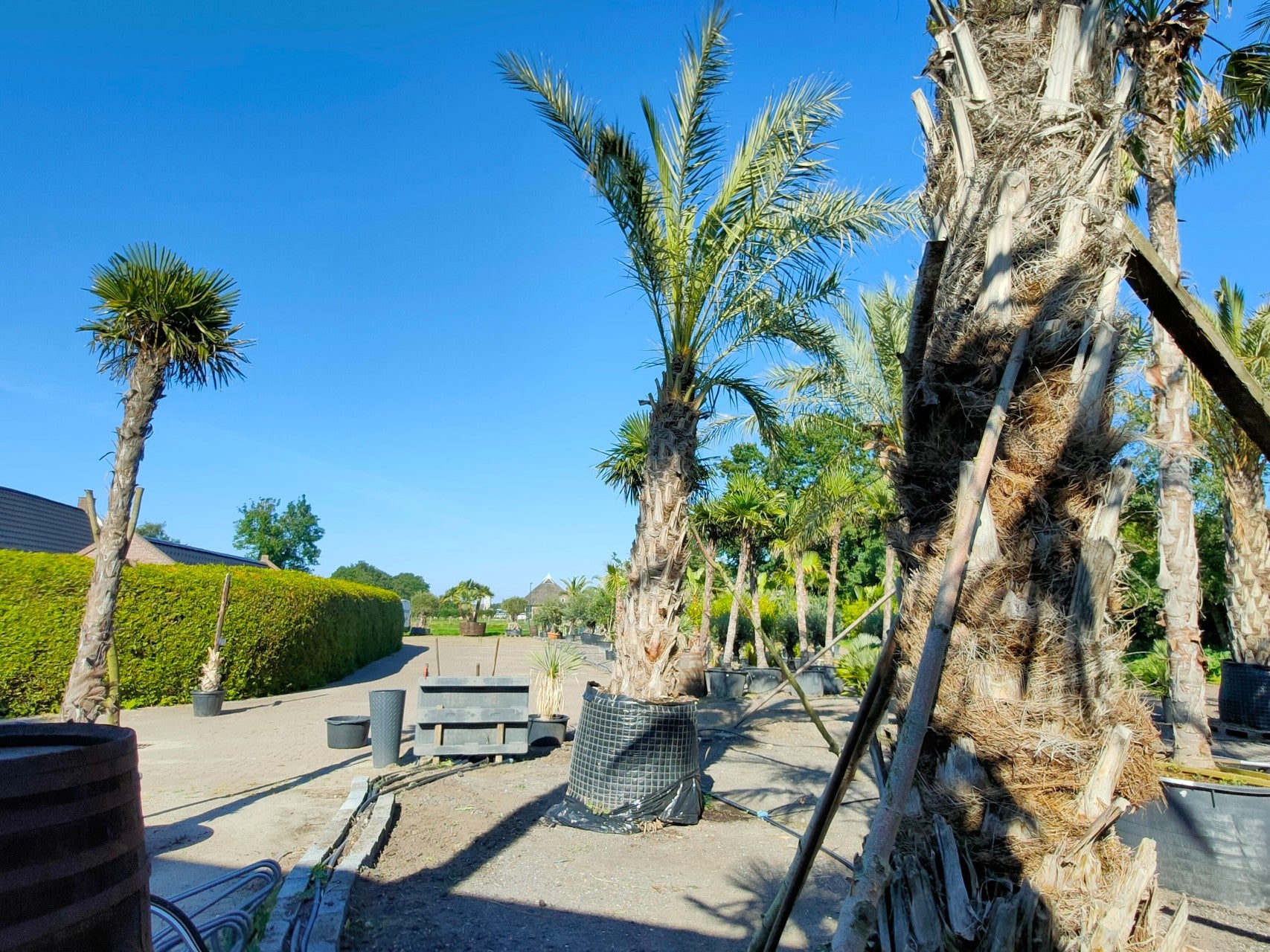 real palm plants Phoenix dactylifera