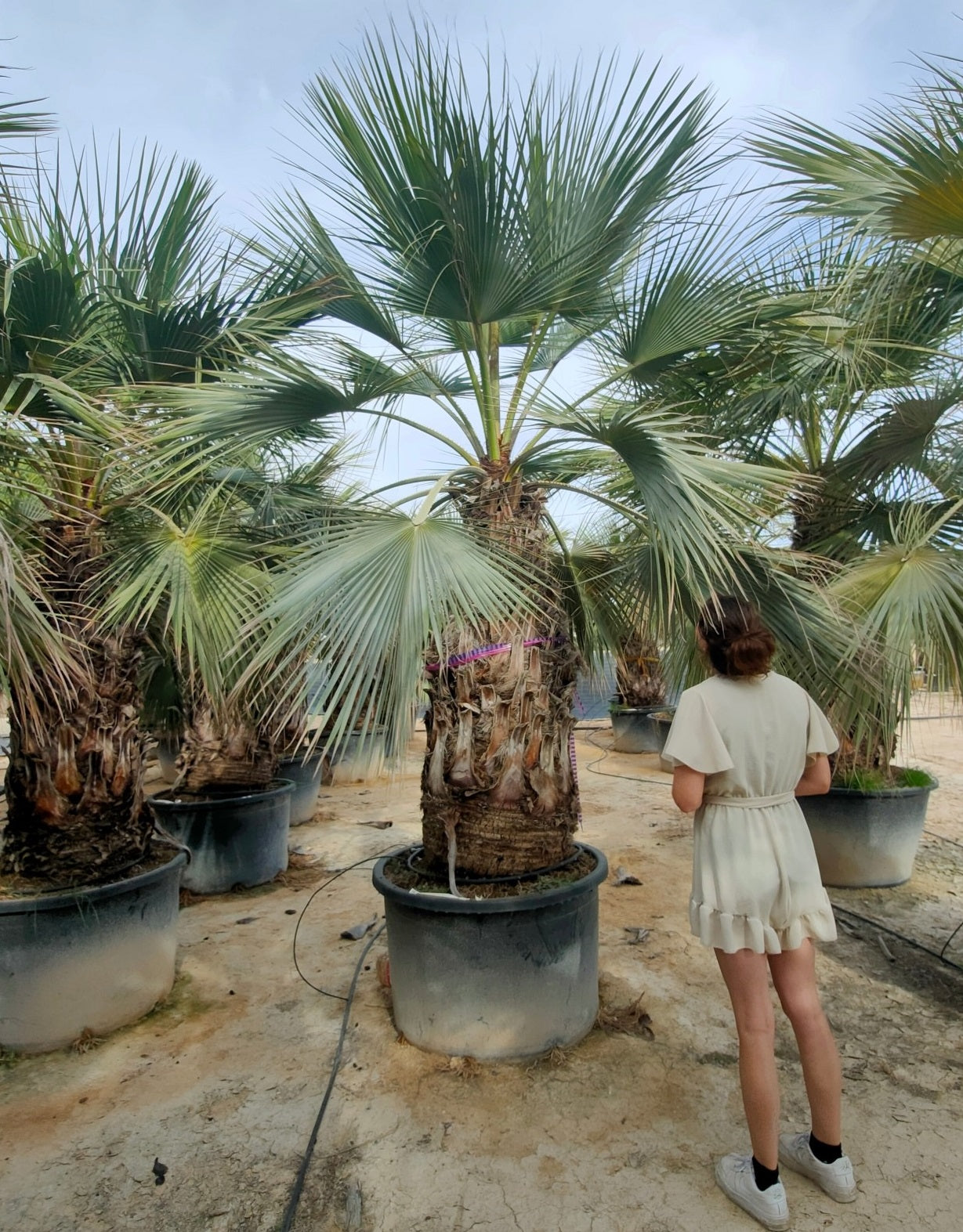 Brahea armata - Mexicaanse Blauwe Waaierpalm