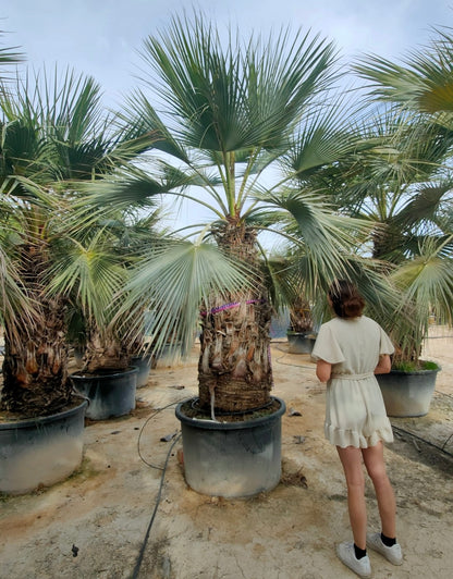 Brahea armata - Mexicaanse Blauwe Waaierpalm