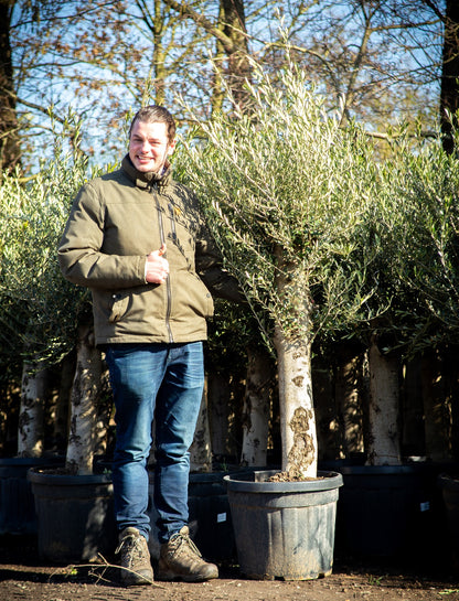 Olea europaea - Olivenbaum