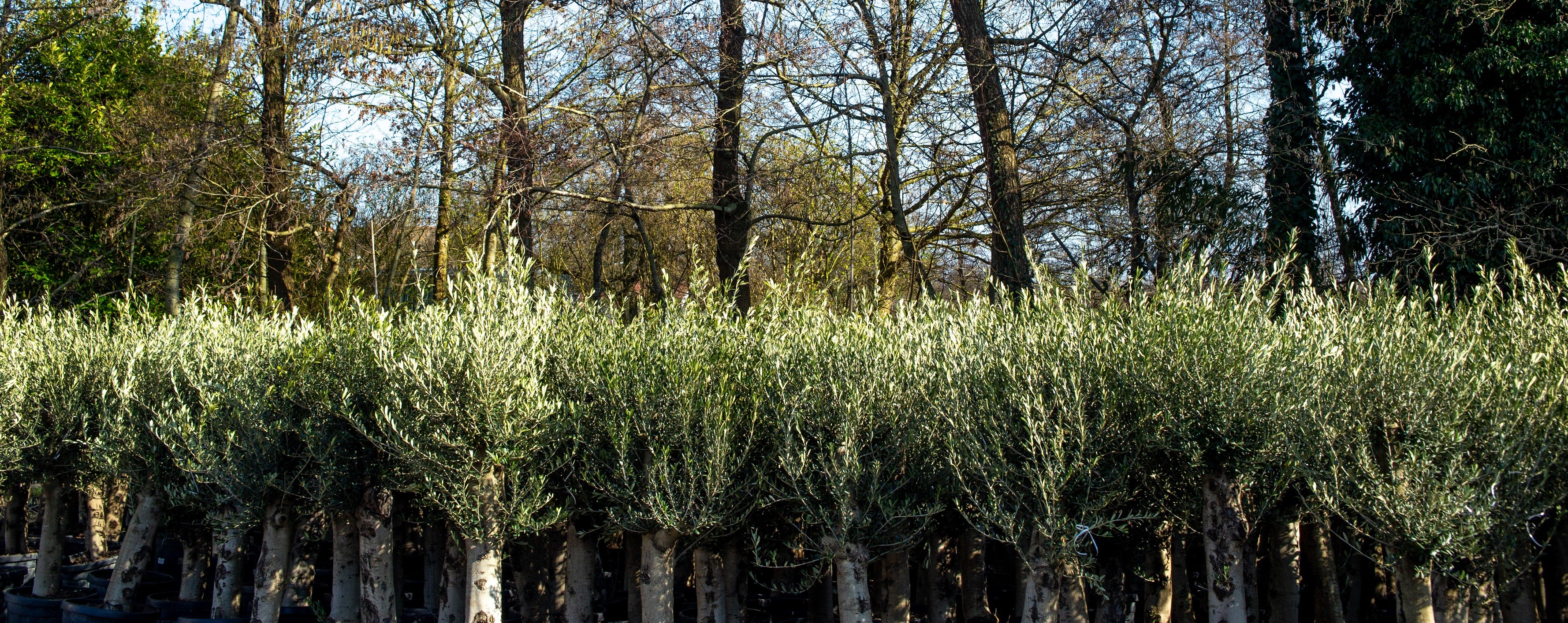 Olea europaea - Olijfboom