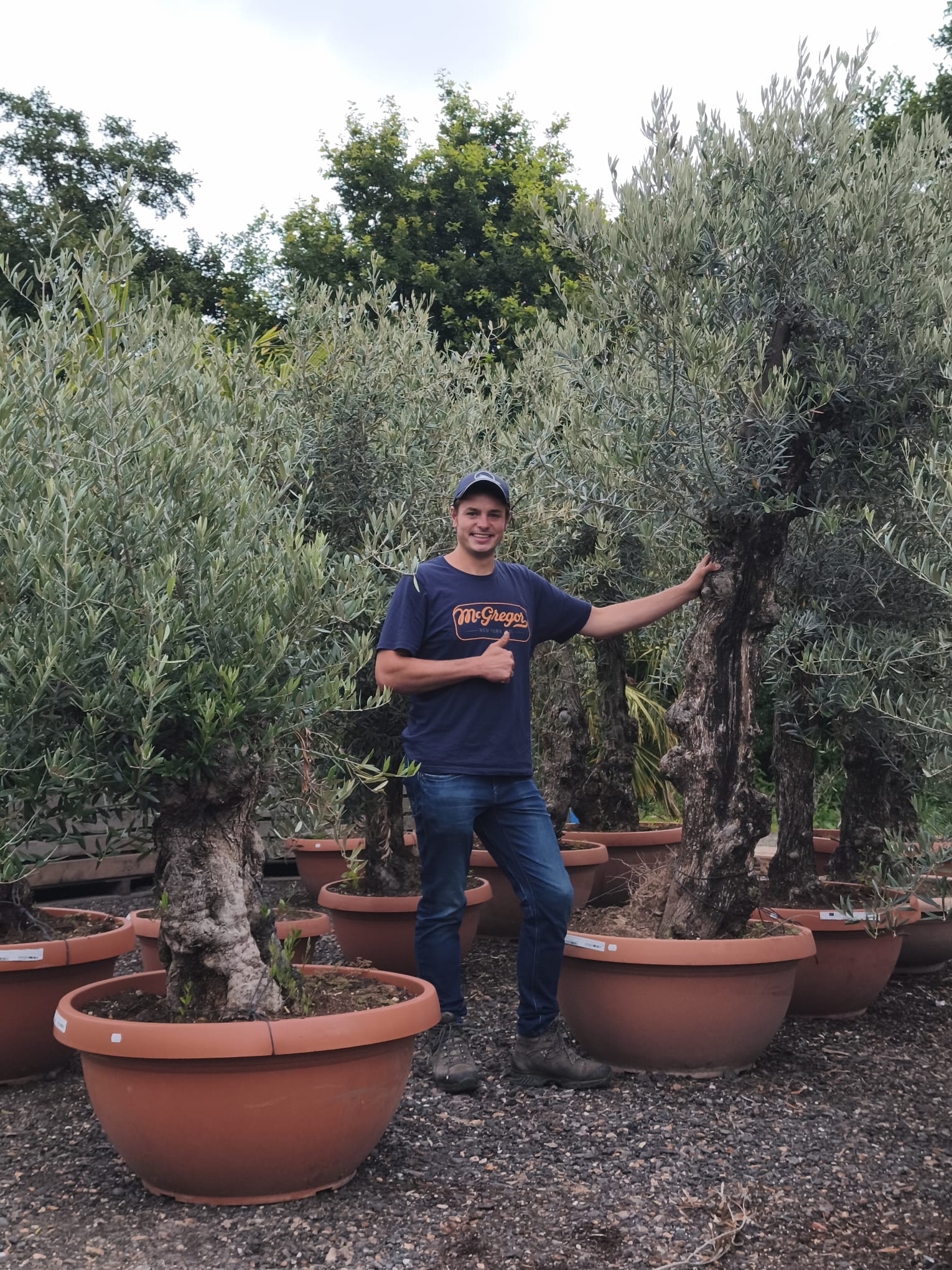 Olea europaea - Olijfboom