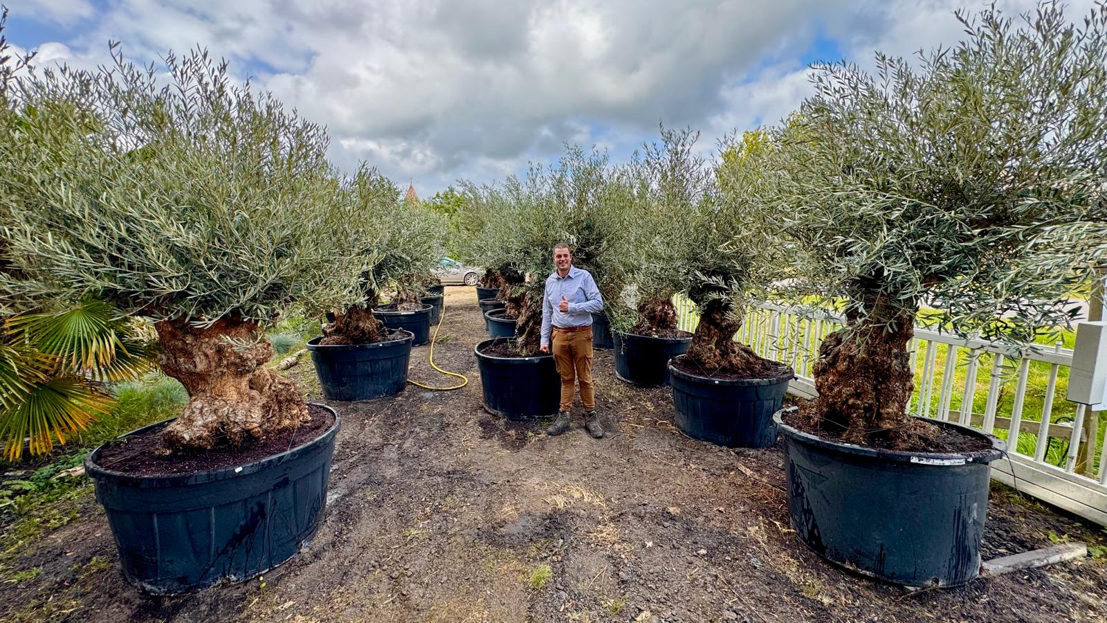 Olea europaea - Olijfboom