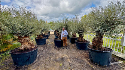 Olea europaea - Olijfboom