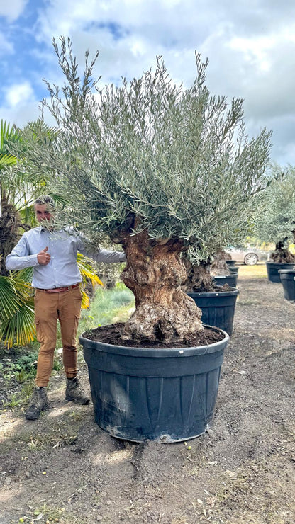 Olea europaea - Olijfboom