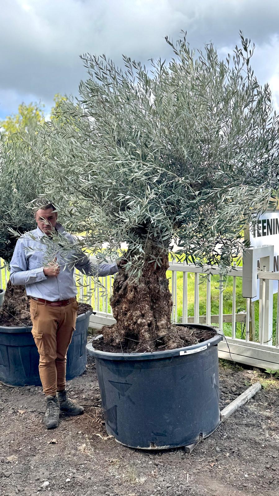 Olea europaea - Olijfboom