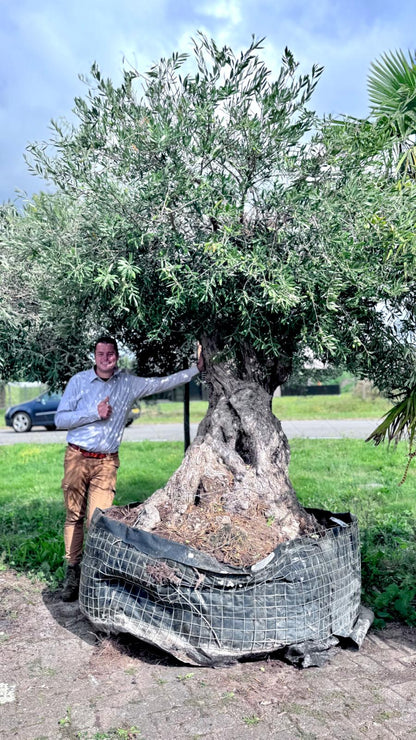Olea europaea - Olijfboom