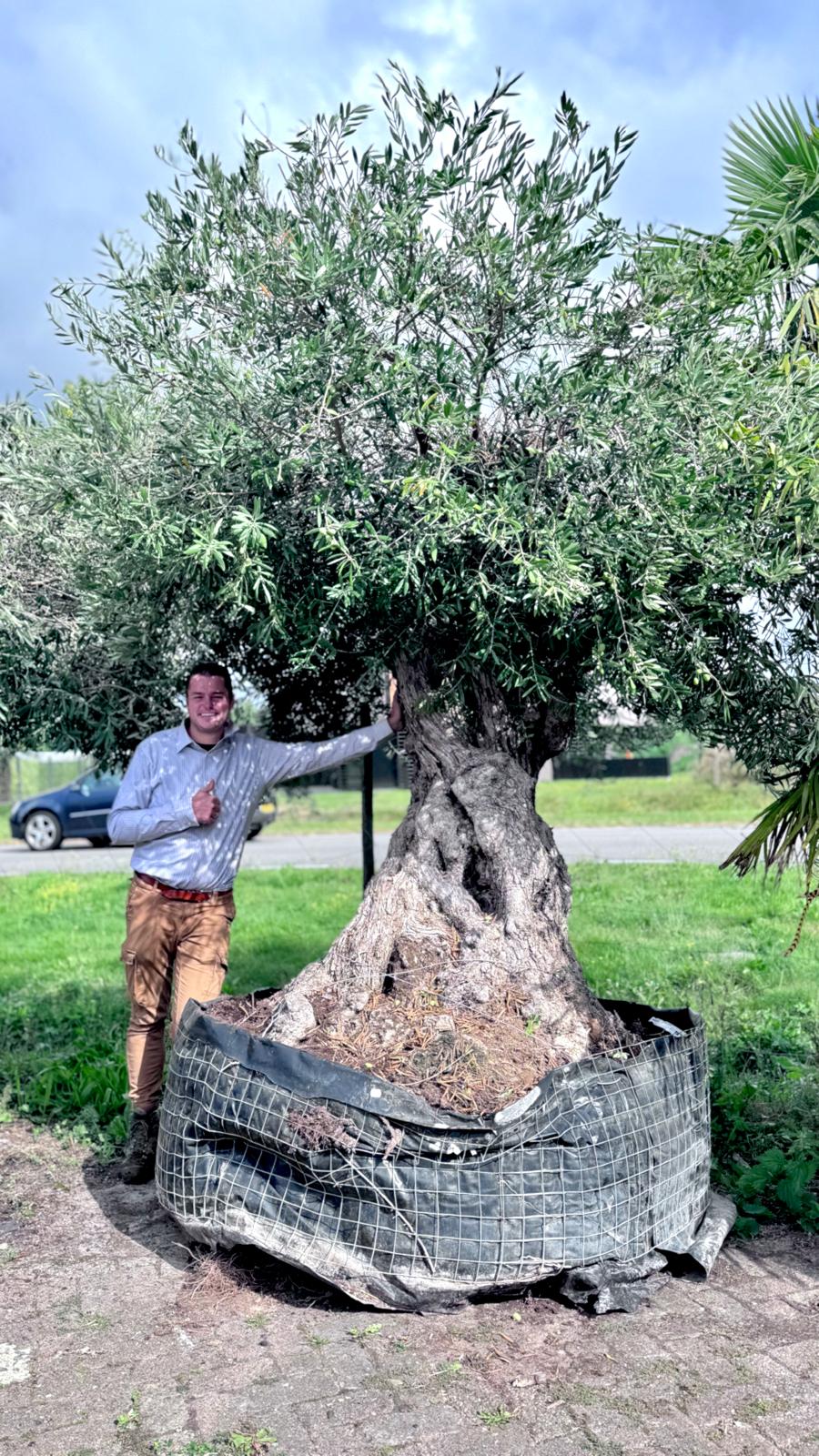 Olea europaea - Olijfboom