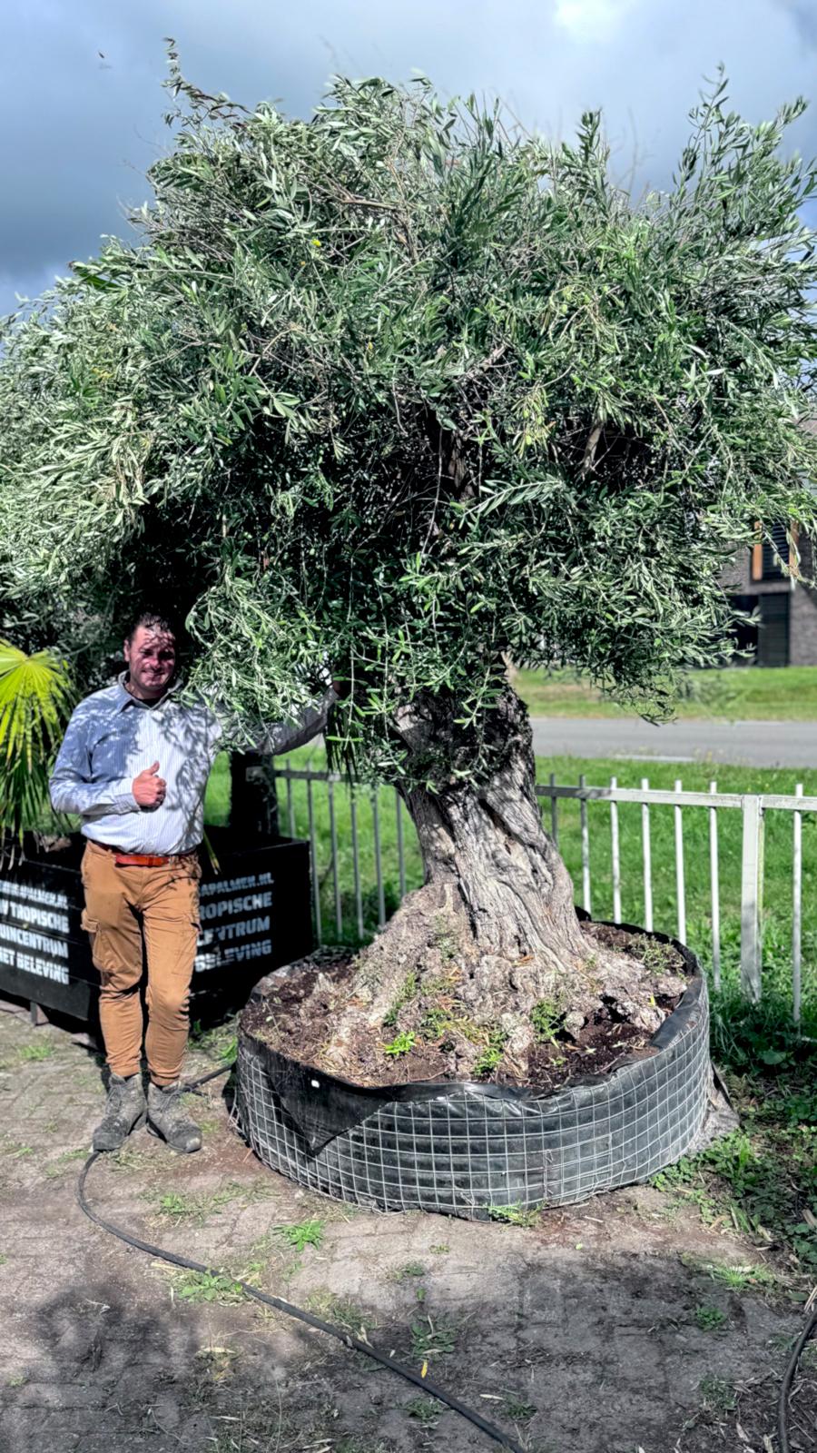 Olea europaea - Olijfboom