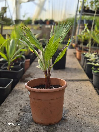 Washingtonia robusta - Desert palm